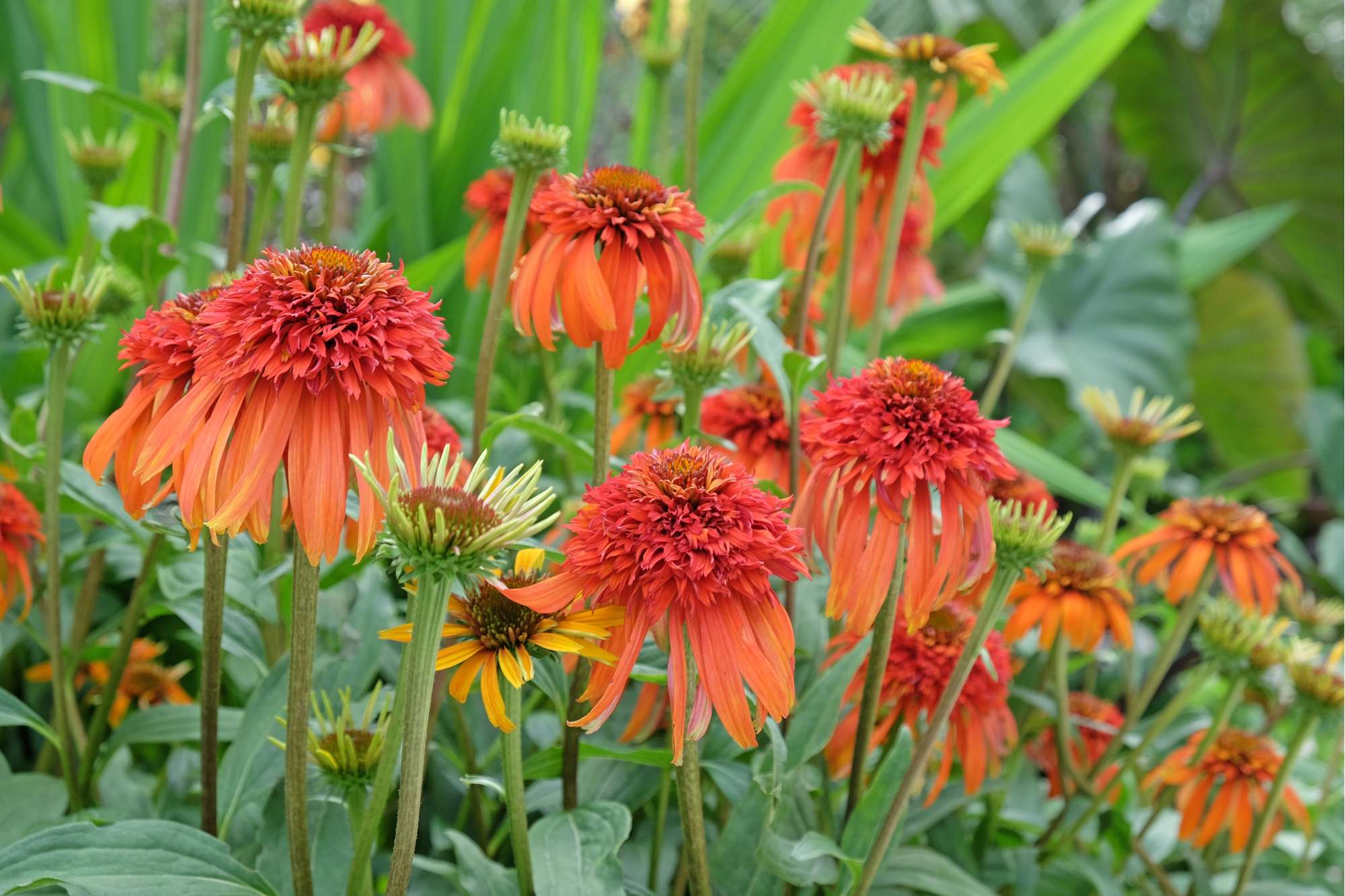 Röd solhatt Echinacea 'Hot Papaya'